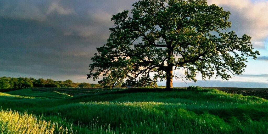 That-Tree